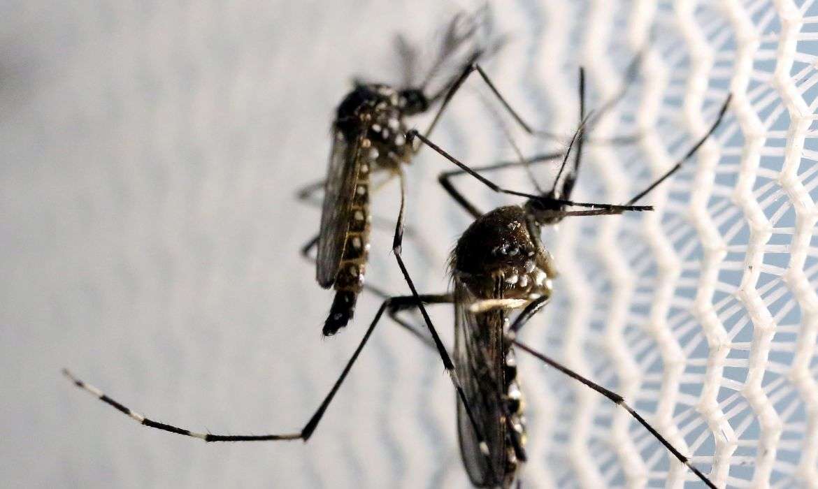 Imagem destaque da matéria - Ministério da saúde diz que casos de Chikungunya crescem e de dengue diminui em 2021