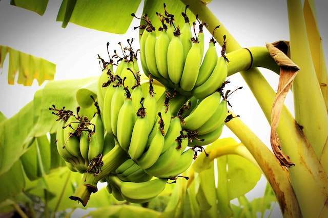 Imagem destaque da matéria - Receitas e dicas sobre como fazer a dieta da banana