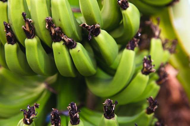 Imagem destaque da matéria - Banana verde – Receitas, farinha e benefícios
