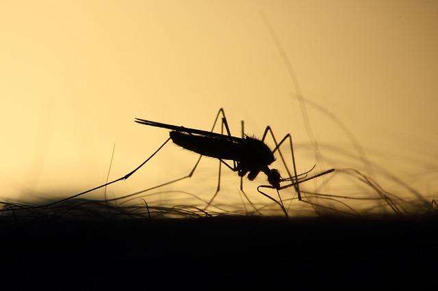 Imagem destaque da matéria - Cidade de São Paulo diminui em quase 30% os casos de dengue