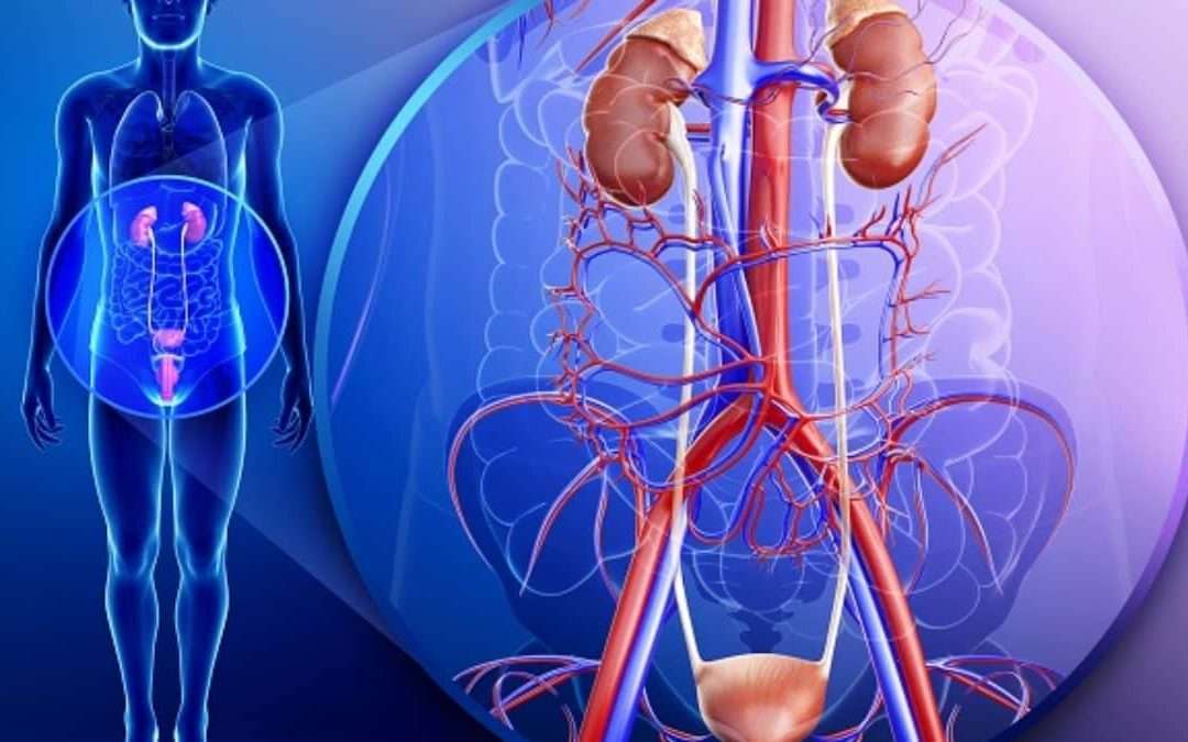 Tudo sobre Doenças do Sistema Urinário